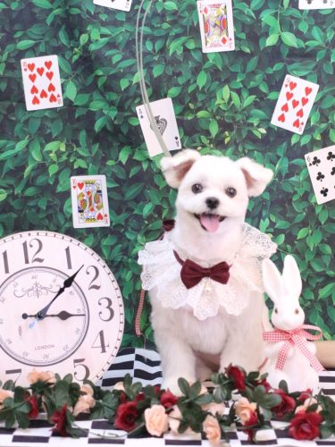 20250419まるちゃん